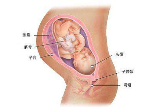 胎儿入盆是什么感觉 具体症状有哪些(2)