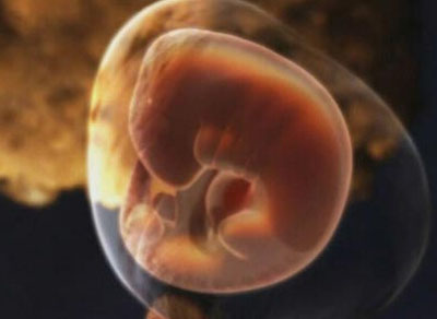 胎儿发育过程图片 胎儿发育全过程高清图文详解