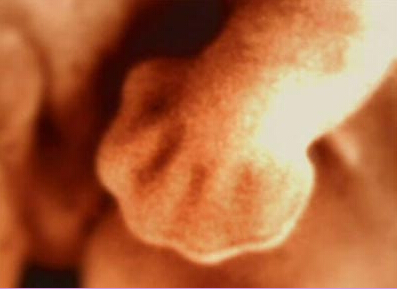 胎儿发育过程图片 胎儿发育全过程高清图文详解