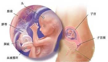 怀孕13周胚芽大小正常值 几种常见异常状况解析