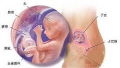 怀孕13周胚芽大小正常值 几种常见异常状况解