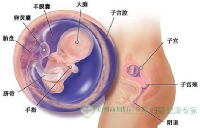 怀孕10周胚芽大小正常值 专家解答准妈妈需了解(2)