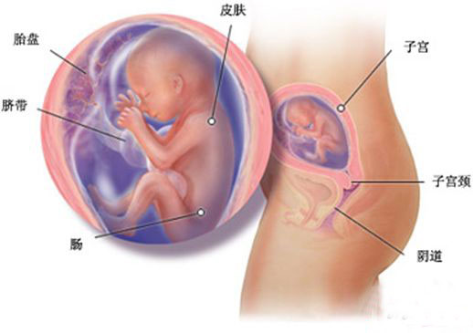 专家介绍怀孕五个月胎儿图 胎儿心跳活跃可自由