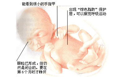 专家介绍怀孕五个月胎儿图 胎儿心跳活跃可自由