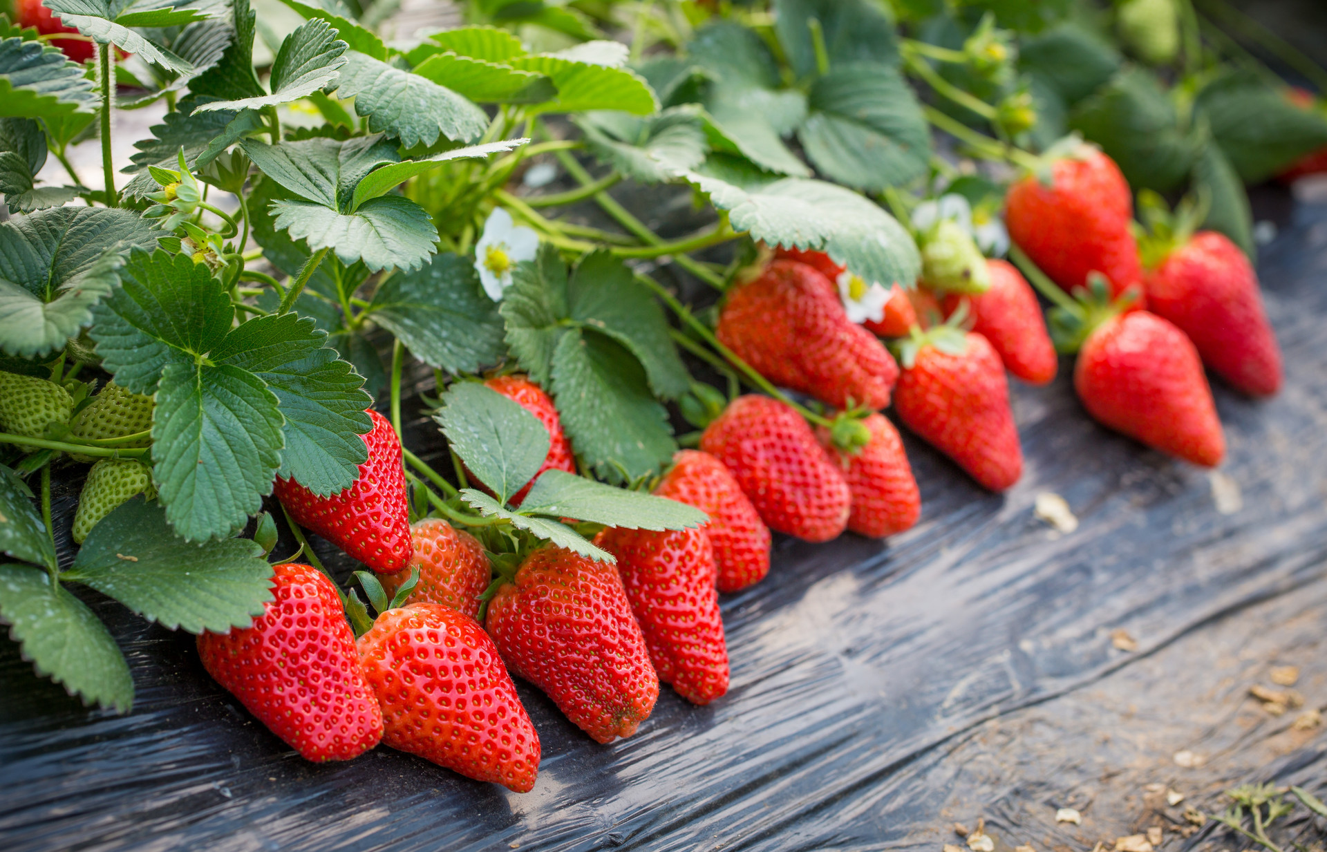 孕期吃草莓有什么好处
