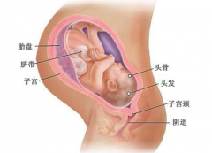怀孕10个月胎儿b超图_怀孕10个月胎儿多大