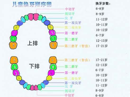 儿童换牙的年龄是多大 儿童换牙的顺序图介绍