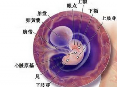 怀孕6周孕囊有多大 ​怀孕6周胎儿有多大